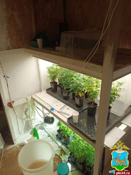 В заброшенном доме в Новоржевском округе пресекли выращивание конопли В заброшенном доме в Новоржевском округе пресекли выращивание конопли