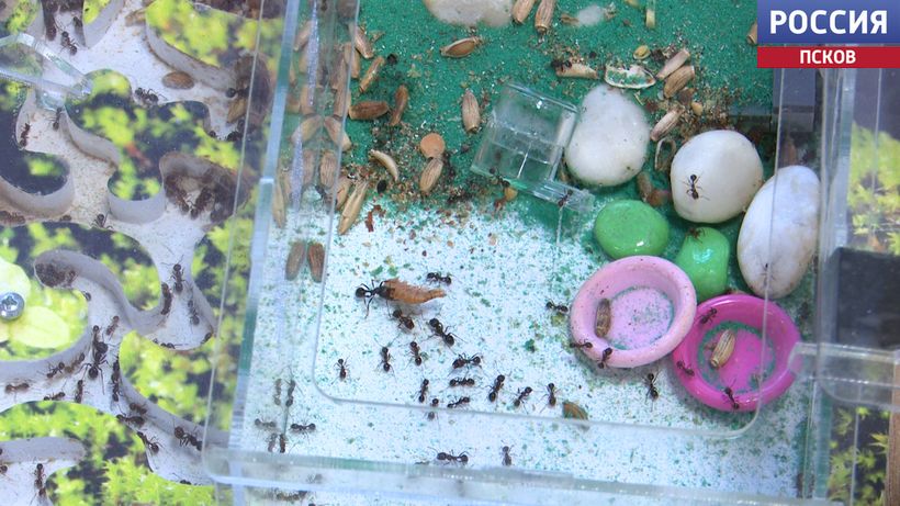 В Пскове прошла научно-практическая выставка "Шаг в науку", уже 23-я по счету В Пскове прошла научно-практическая выставка "Шаг в науку", уже 23-я по счету