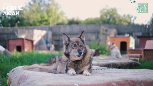 Акция «Дари тепло!» от проекта ЭкоСфера Псковская область и Новые люди | Псков и Псковская область уже завтра! Десятки хвостиков ждут заботы