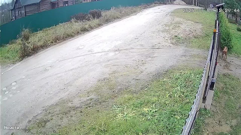 Стая бродячих собак терроризирует псковскую Новую Гоголевку