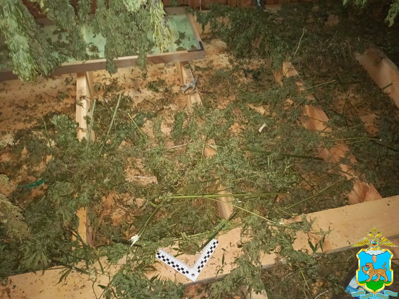 Псковские полицейские изъяли более 30 килограммов наркотиков Псковские полицейские изъяли более 30 килограммов наркотиков