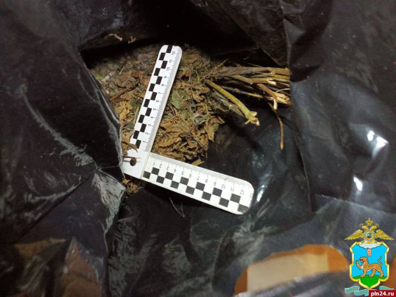 В заброшенном доме в Новоржевском округе пресекли выращивание конопли В заброшенном доме в Новоржевском округе пресекли выращивание конопли