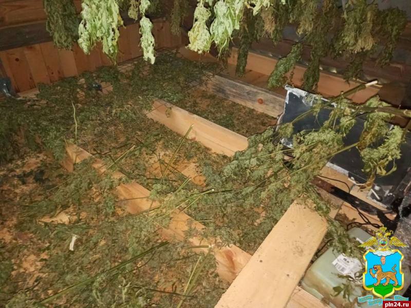 В заброшенном доме в Новоржевском округе пресекли выращивание конопли