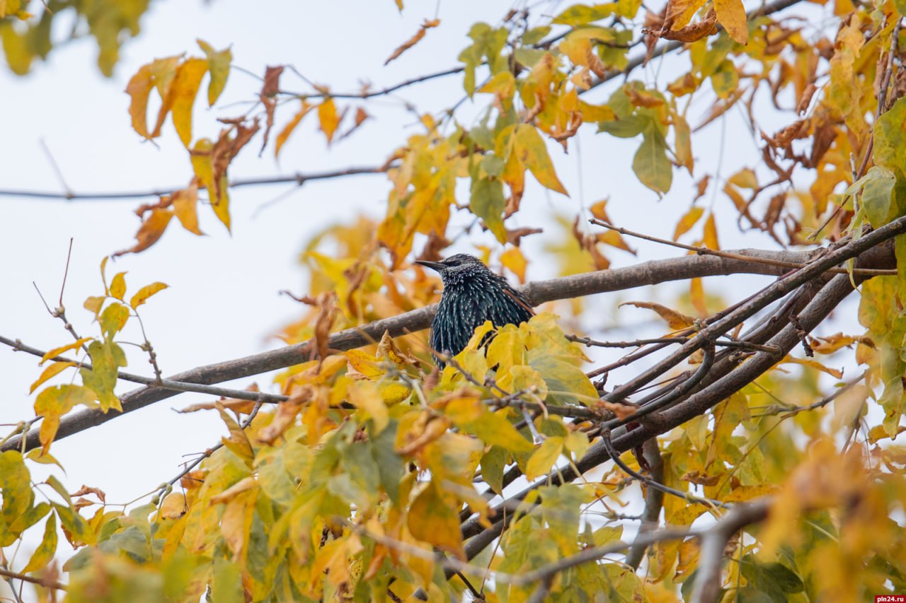 До +9 ожидается в Псковской области 9 ноября