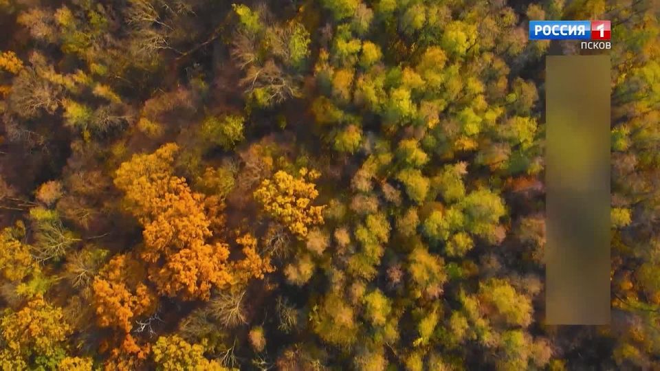 Прогноз погоды в Псковской области на 12 ноября