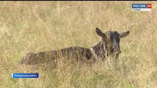 До первого декабря всем владельцам коз и овец необходимо промаркировать и поставить на учет своих животных
