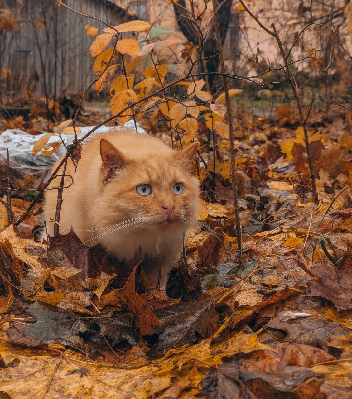 12 ноября в Псковской области ожидается облачная погода без существенных осадков