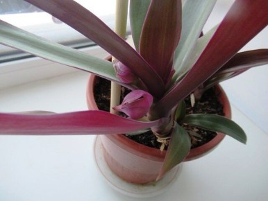 Традесканция Рэо: как заботиться о «лодьях Моисея» и избежать распространенных ошибок