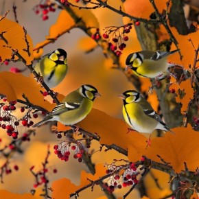 12 ноября в народном календаре отмечается Синичкин день, или Зиновий и Зиновия