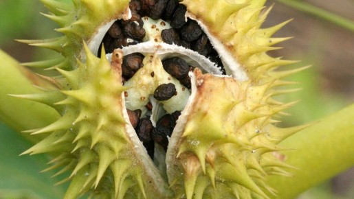 Опасные комнатные растения: какие цветы не стоит держать в доме