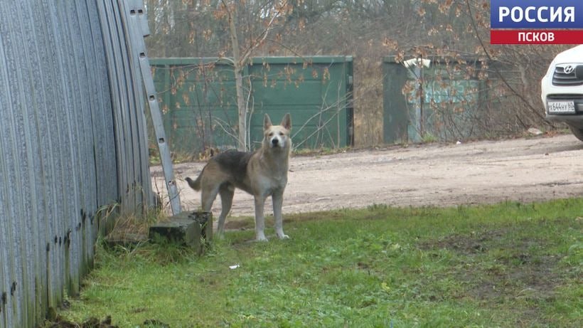 Собачьи стаи терроризируют жителей Острова Собачьи стаи терроризируют жителей Острова