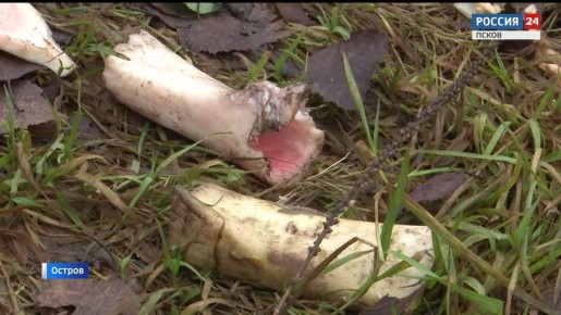 Собачьи стаи терроризируют жителей Острова