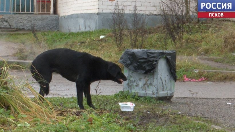 Собачьи стаи терроризируют жителей Острова Собачьи стаи терроризируют жителей Острова