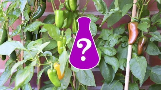 Урожай перцев будет богаче, чем у соседки: до конца июля полейте их вот чем