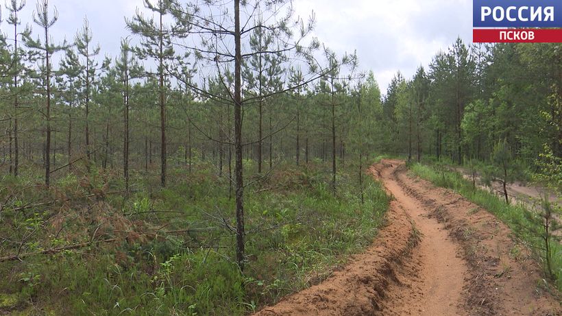 На 90% снизилось количество лесных пожаров в Псковской области по сравнению с 2021 годом