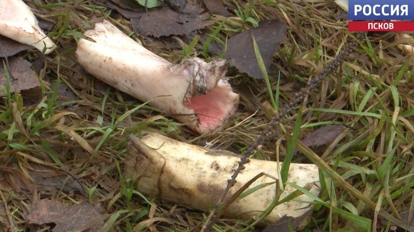 Собачьи стаи терроризируют жителей Острова Собачьи стаи терроризируют жителей Острова