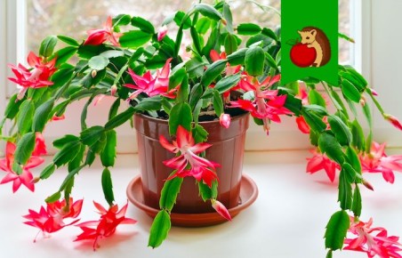 Как продлить цветение декабриста: советы для любителей комнатных растений