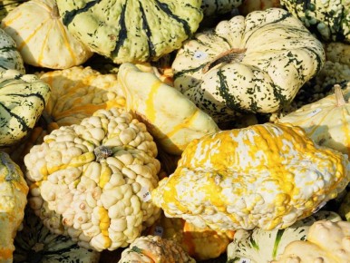 Удивительные овощи для вашего огорода: создайте уникальный сад