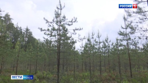 Псковская область получит более 70 млн рублей на национальный проект "Экологическое благополучие"