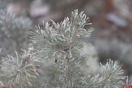 Переменная облачность ожидается в Псковской области