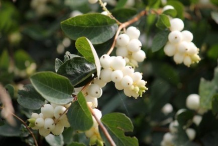 Снежноягодник: универсальное решение для вашего сада