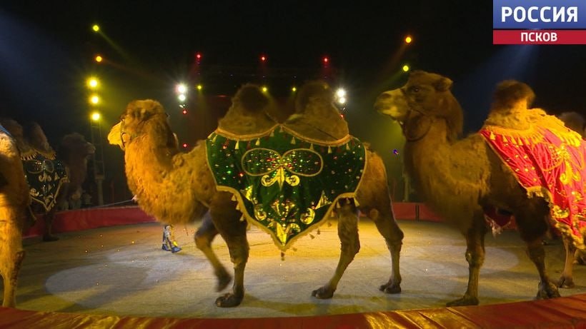 Премьера циркового шоу "Королевство Львов" от цирка-шапито Крокус прошла в Пскове Премьера циркового шоу "Королевство Львов" от цирка-шапито Крокус прошла в Пскове