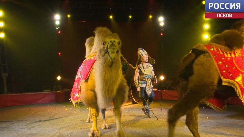 Премьера циркового шоу "Королевство Львов" от цирка-шапито Крокус прошла в Пскове Премьера циркового шоу "Королевство Львов" от цирка-шапито Крокус прошла в Пскове