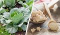 Эффективное удобрение для капусты из дрожжей