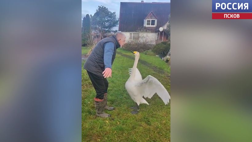 Всеобщий любимец Мартин снова намекает на полет? Новое видео от хозяина "Птичьего дворика" Всеобщий любимец Мартин снова намекает на полет? Новое видео от хозяина "Птичьего дворика"