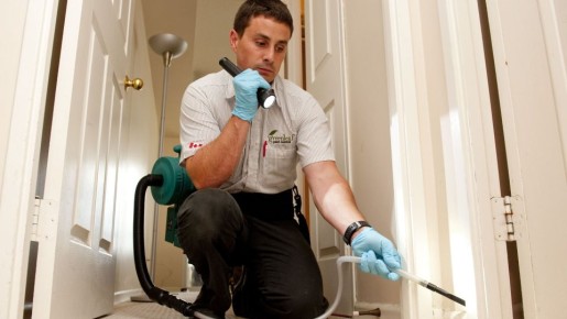 Что делать с нашествием клопов: только дельные советы от дезинфектора