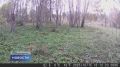 Уникальные кадры охоты лисы на косулю запечатлели в Псковской области