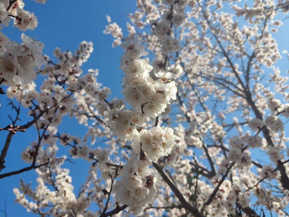 Как абрикосовые деревья из косточек становятся настоящими звёздами сада