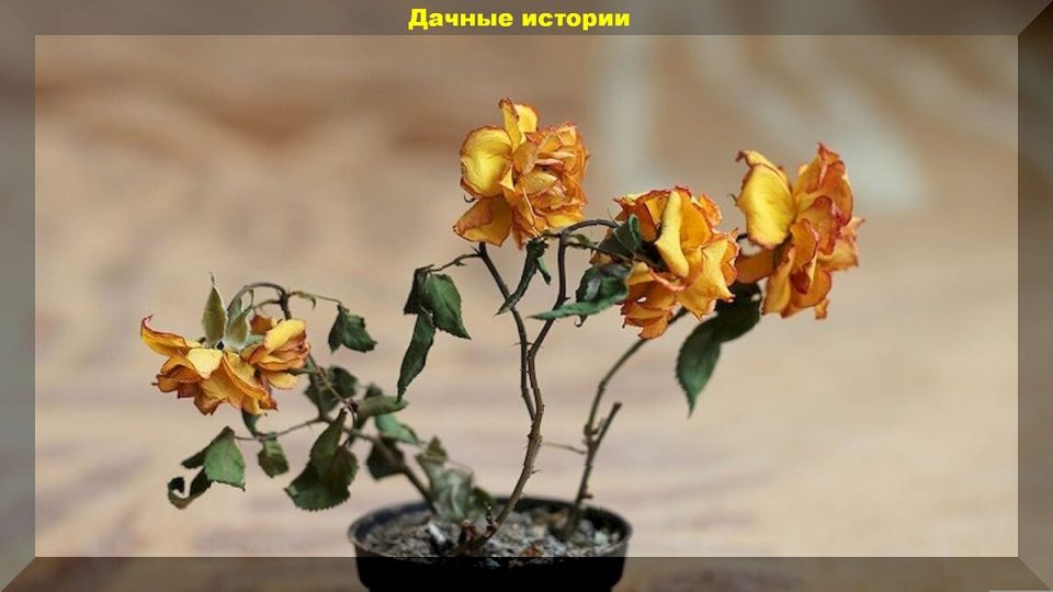 Не спешите с покупкой: самые капризные комнатные растения, которые могут вас разочаровать