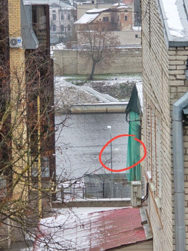 Лебеди на реке Великой в центре Пскова