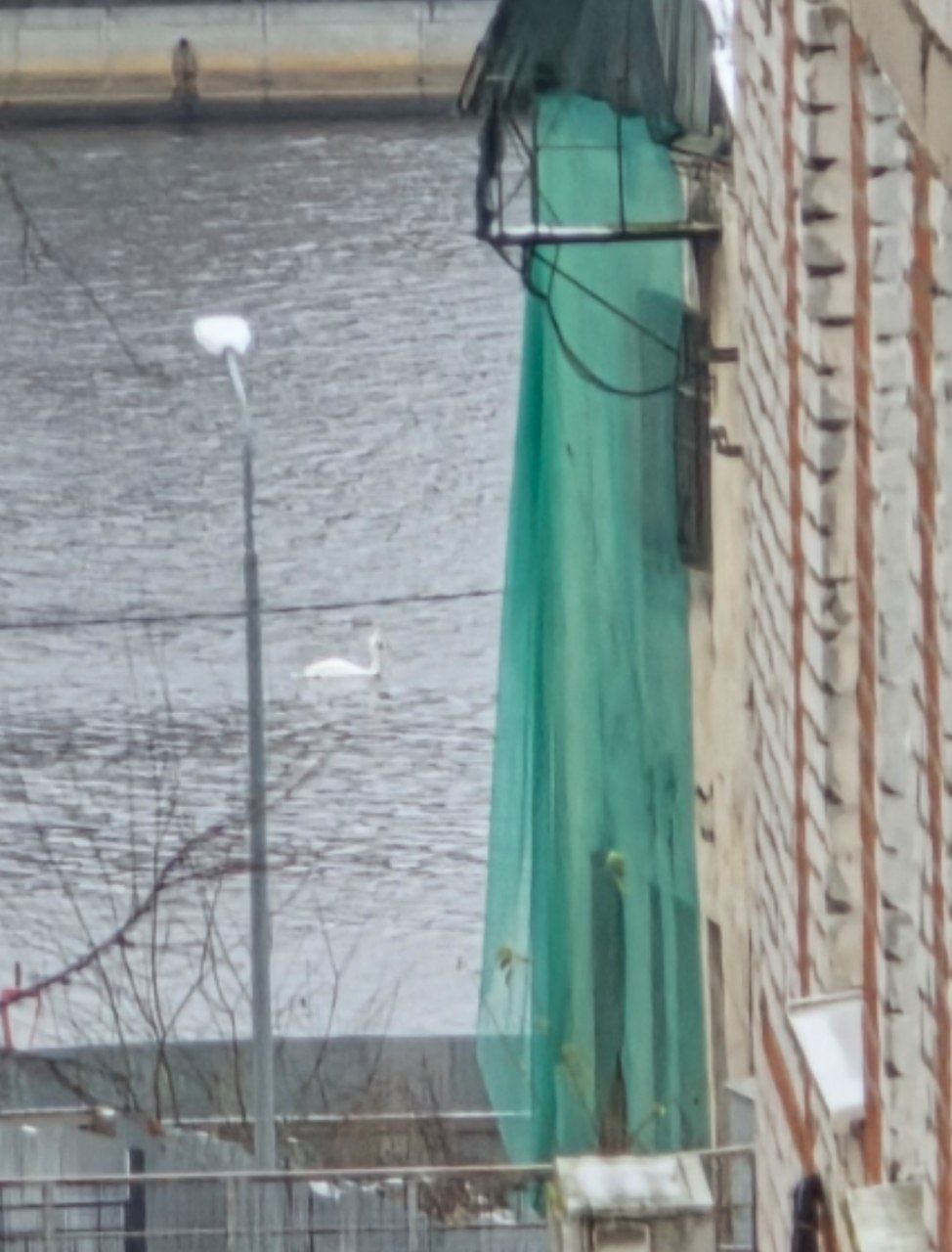 Лебеди на реке Великой в центре Пскова Лебеди на реке Великой в центре Пскова