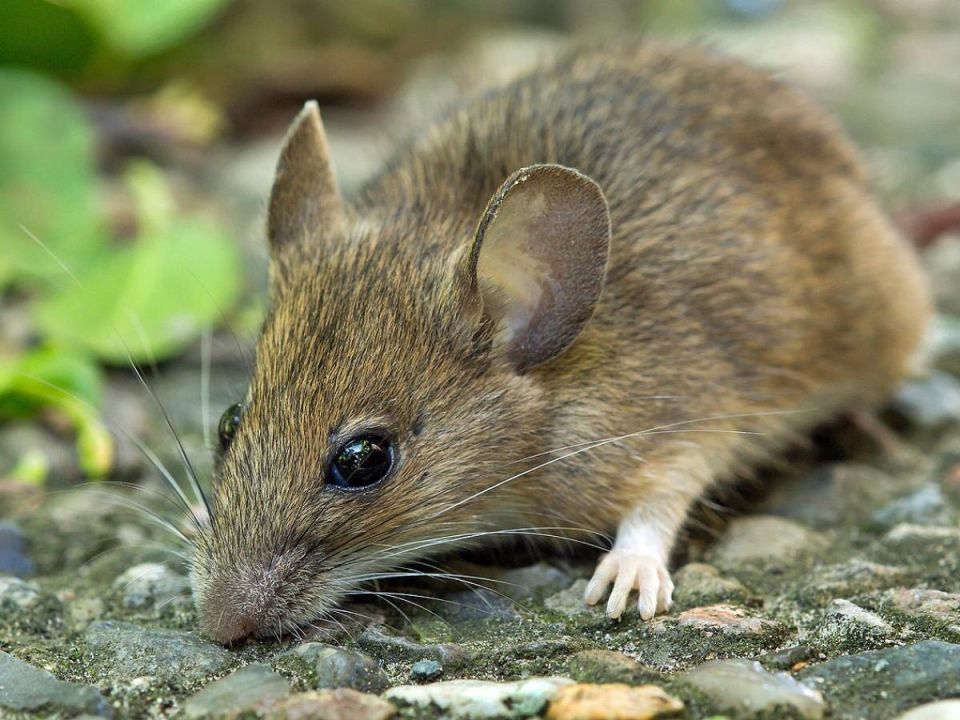 Как защитить дачу от мышей: эффективные методы с использованием березового дёгтя