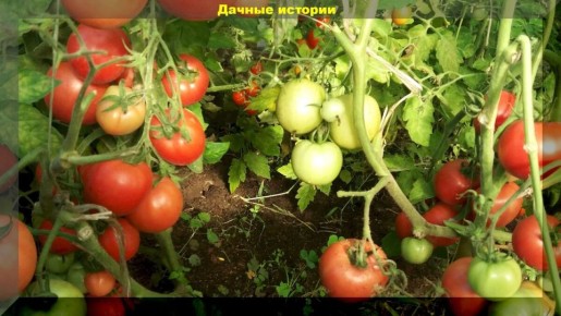 5 проверенных способов сделать ваши томаты слаще и более мясистыми