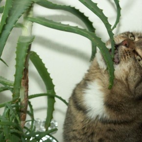 Как правильно ухаживать за алоэ: секреты успешного роста и здоровья растения