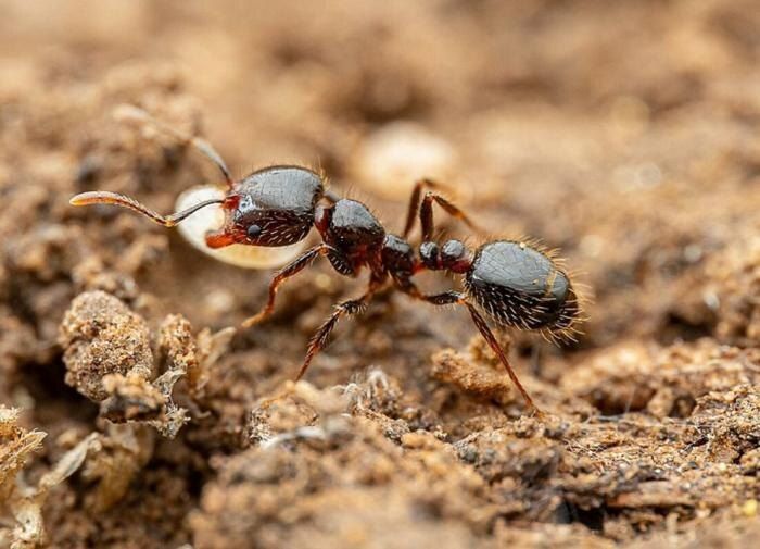 Как с помощью соды навсегда избавиться от муравьев на даче