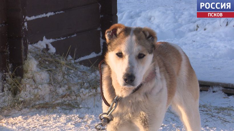 Помочь зооприюту "Лесопилка" призывают псковичей Помочь зооприюту "Лесопилка" призывают псковичей