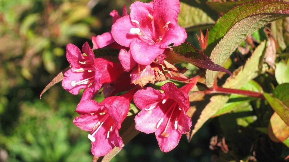 Вейгела: яркие акценты в ландшафтном дизайне 2025 года