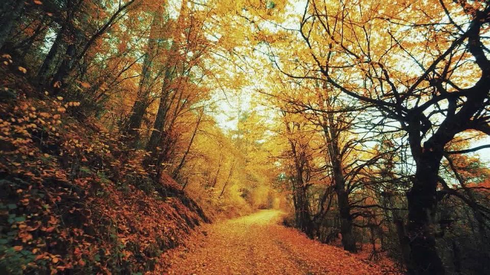 Прогноз погоды в Псковской области на 22 ноября