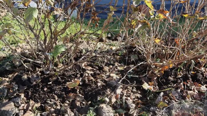 Как правильно обрезать смородину осенью: секреты успешного урожая