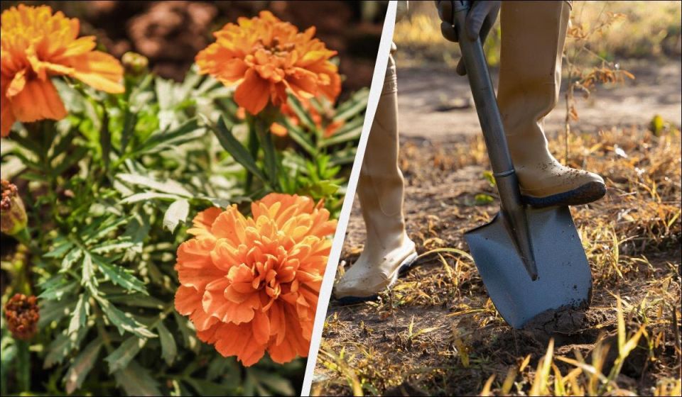 Тайна бархатцев: как цветы превращаются в защитников вашего огорода