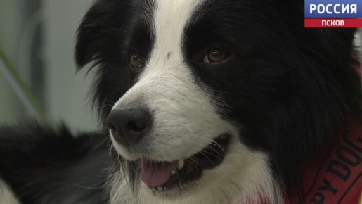 Более 100 ветеринарных сертификатов оформили в Псковской области в этом году на домашних животных, которых вывозили за границу