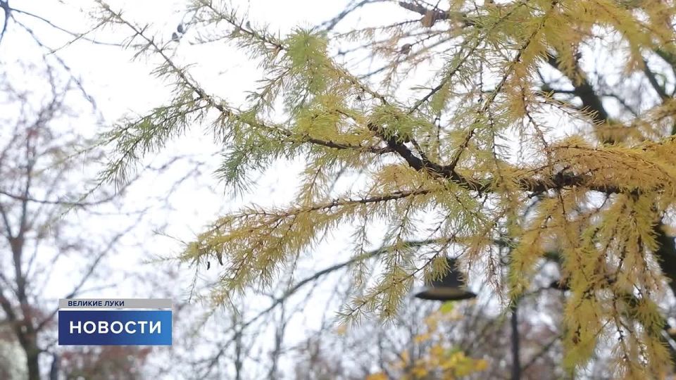 Новости, фильмы и музыкальные программы чаще всего по телевизору смотрят великолучане