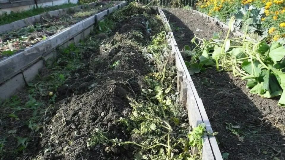 Немецкий метод: как превратить сельхозостатки в мощное удобрение без усилий