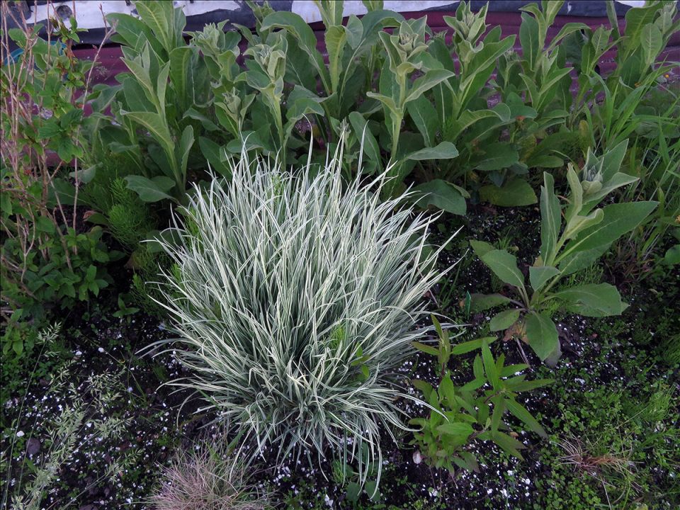 Белоснежный райграс: злак, который украсит ваш сад и не подведет в зимнюю стужу