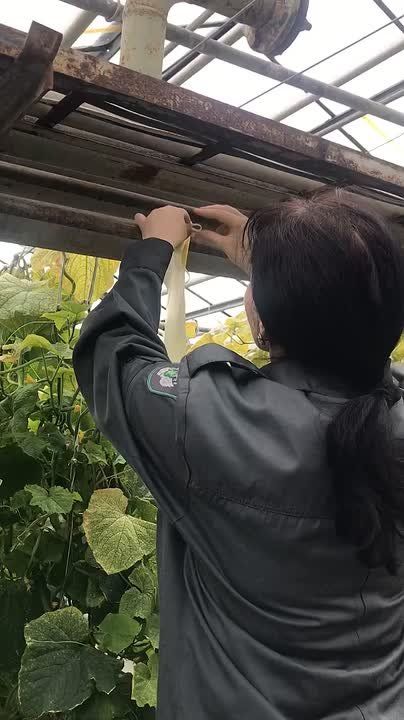 Россельхознадзором в рамках фитосанитарного мониторинга обследовано более 460 тысяч га территории Псковской области