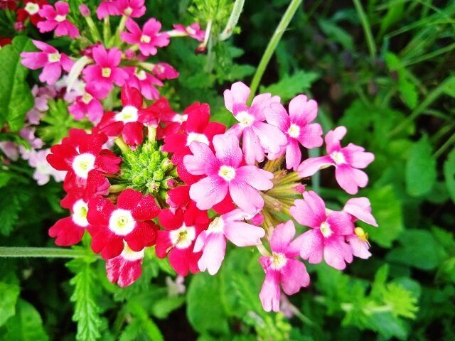 Вербена: яркие акценты на клумбе, которые цветут до осени